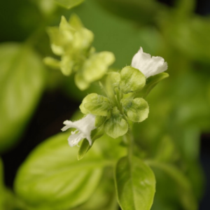 Unveiling the Benefits of Basil Flowers, A Culinary, Medicinal, and Cosmetic Wonder