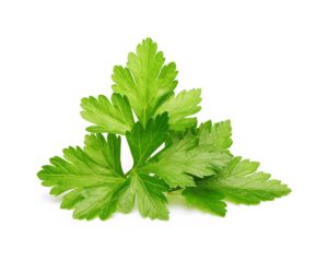 Cilantro Leaves, Unveiling the Hidden Health Benefits and Culinary Delights