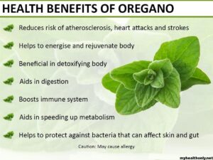 The Many Benefits of Eating Oregano Leaves