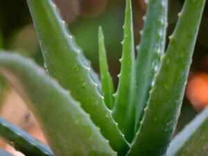 The Benefits of Boiled Aloe Vera Leaves, A Comprehensive Guide