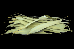 Discover the Remarkable Benefits of Dried Eucalyptus Leaves