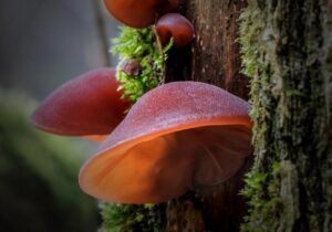 Unveiling the Benefits of Wood Ear Mushroom, A Culinary and Medicinal Delicacy