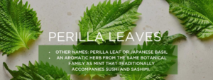 Benefits of Eating Perilla Leaves, A Nutritious Superfood with Anti-Inflammatory and Anti-Cancer Properties