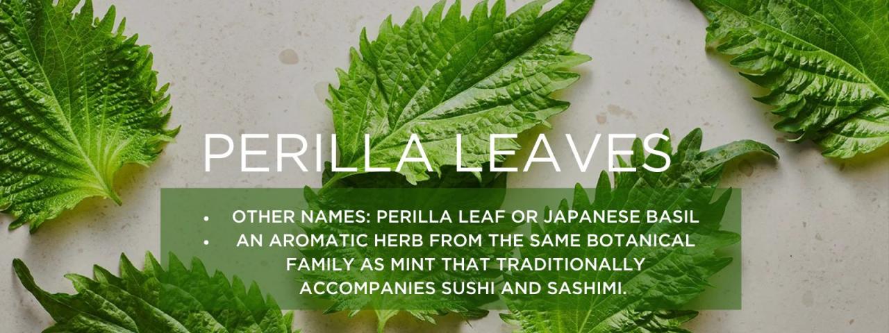 Benefits of Eating Perilla Leaves, A Nutritious Superfood with Anti-Inflammatory and Anti-Cancer Properties