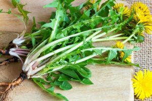 Discover the Health Benefits of Dandelion Leaves Tea, A Natural Elixir