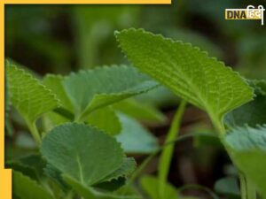 Health Benefits of Ajwain Leaves, Unlocking Natures Healing Power