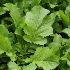 Discover the Nutritional and Culinary Wonders of Mustard Green Leaves