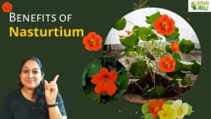 Health Benefits of Nasturtium Leaves, A Nutritional Powerhouse