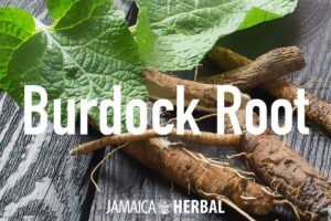 The Incredible Health Benefits of Burdock Leaves, A Comprehensive Guide