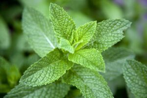 Health Benefits of Mint Leaves, A Refreshing Remedy