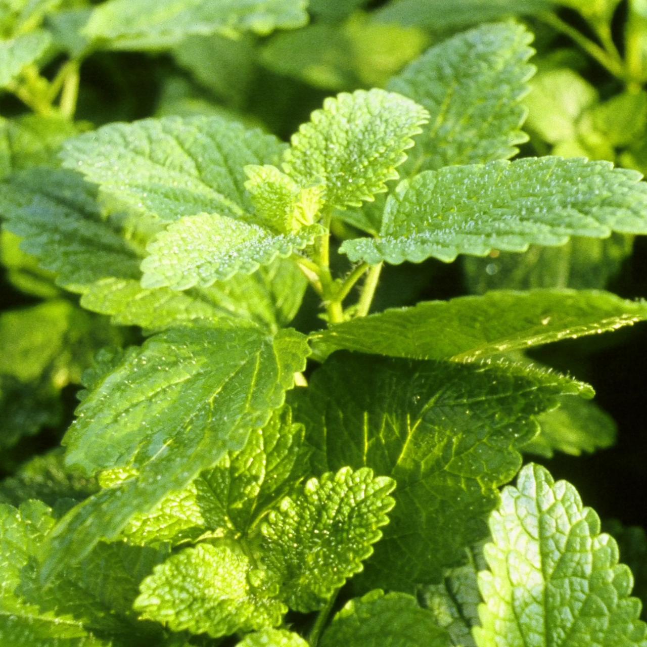 Benefits of Lemon Balm Leaves, A Journey of Calm, Cognition, and Culinary Delights