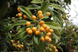 Health Benefits of Loquat Leaves, Unveiling Natures Hidden Treasures