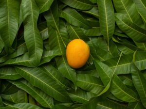 Benefits of Mango Leaves During Pregnancy, A Guide to Their Nutritional Value and Health Benefits