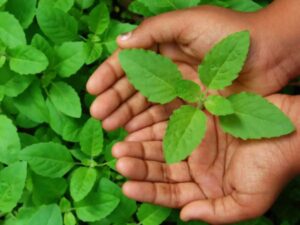 Benefits of Eating Tulsi Leaves, Unlocking Natures Healing Power