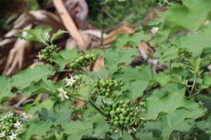 Unveiling the Wonders of Turkey Berry Leaves, A Healthful Elixir