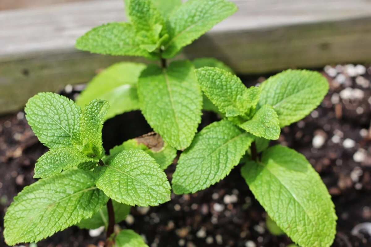 Benefits of Mint Leaves for Weight Loss, A Scientifically Proven Guide