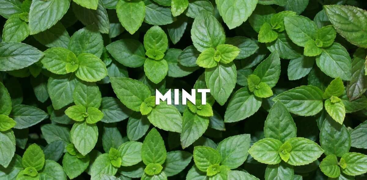 Benefits of Mint Leaves for Weight Loss, A Scientifically Proven Guide