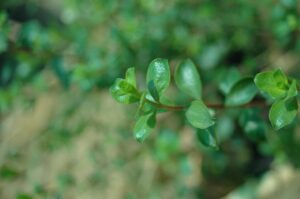 Buchu Leaves, Unlocking Natures Healing Powers for Urinary Tract Health and Beyond