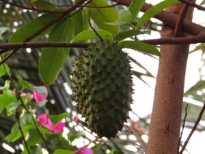 15 Health Benefits of Soursop Leaves Tea for Weight