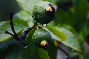 Health Benefits of Ugu Leaves, Unveiling the Nutritional Powerhouse