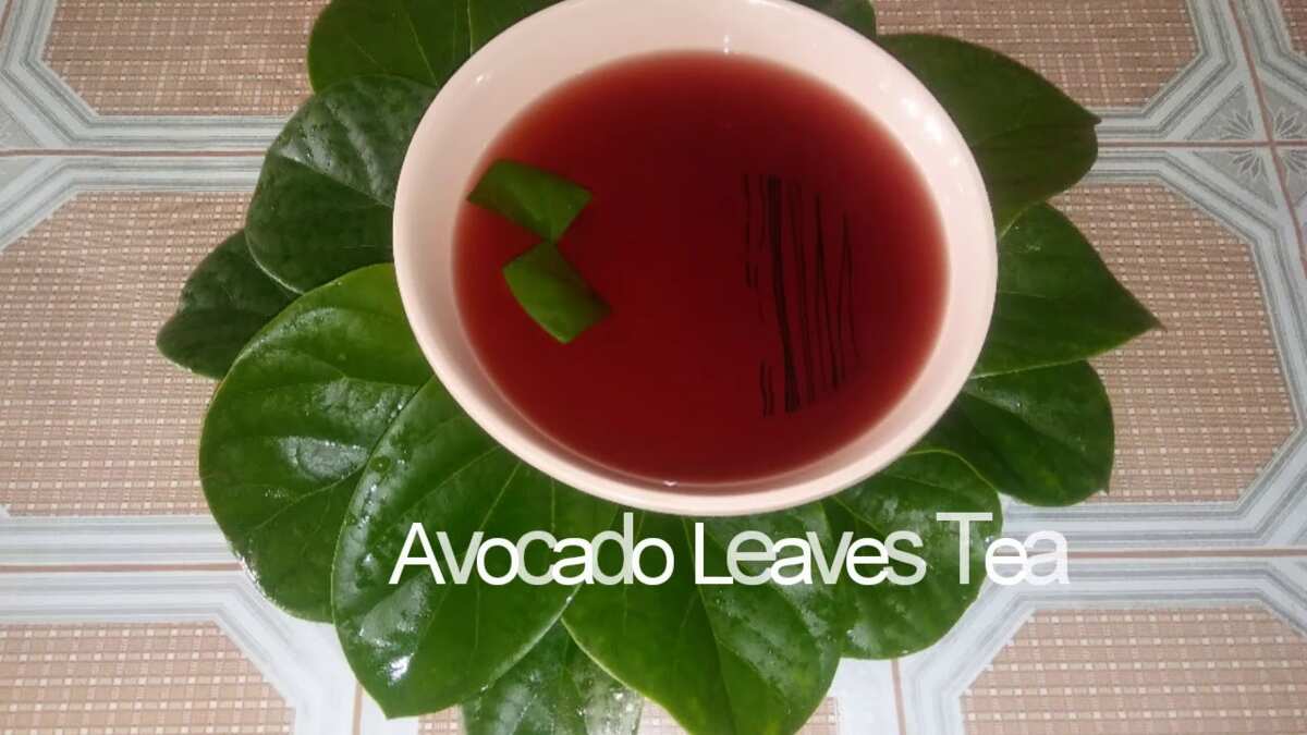 Benefits of Avocado Leaves as Tea, An Elixir of Health