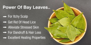 Discover the Health Benefits of Drinking Bay Leaves Tea, An Herbal Elixir with Surprising Powers