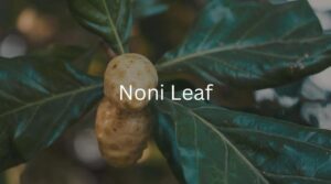 Discover the Health Benefits of Nyanya Leaves, A Nutritional Powerhouse