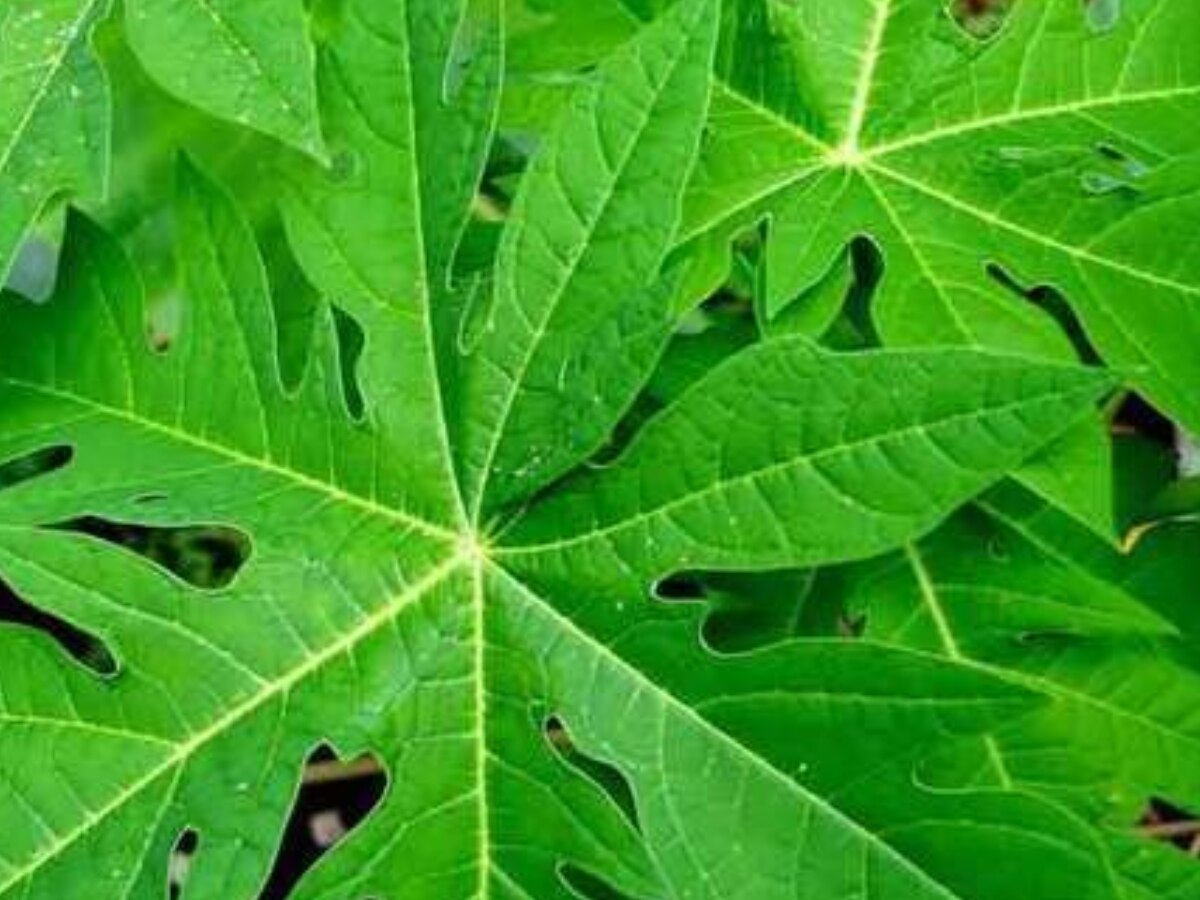 Unveiling the Health Benefits of Patra Leaves, A Comprehensive Guide