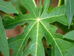 Unveiling the Health Benefits of Patra Leaves, A Comprehensive Guide