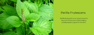 Health Benefits of Perilla Leaves, A Nutritional Powerhouse