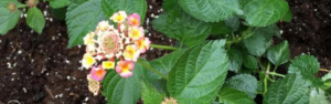 Health Benefits of Lantana Camara Leaves, Unveiling Natures Healing Powers