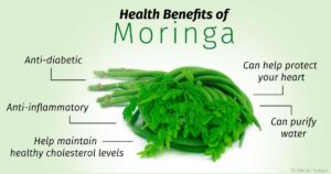 Health Benefits of Moringa Oleifera Leaves, Unveiling the Power of Natures Superfood