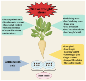 Unveiling the Health Benefits of Beet Leaves, A Comprehensive Exploration