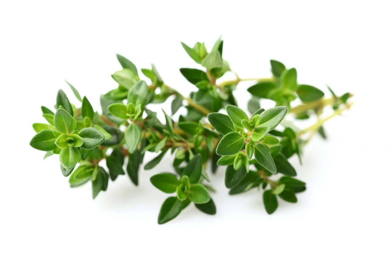 Benefits of Thyme Leaves, Culinary Delights and Medicinal Wonders