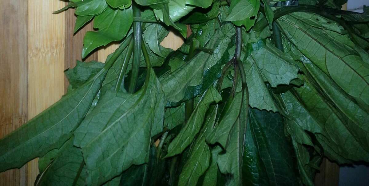 Benefits of Ugu Leaves, A Comprehensive Guide to Their Nutritional Value and Health Benefits