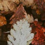 The Benefits of Leaving Leaves, Enhancing Soil Health, Biodiversity, and Aesthetics