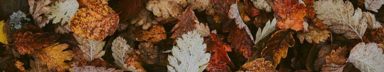 The Benefits of Leaving Leaves, Enhancing Soil Health, Biodiversity, and Aesthetics