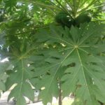 What are the Health Benefits of Pawpaw Leaves, A Comprehensive Guide