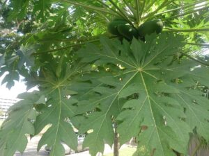 What are the Health Benefits of Pawpaw Leaves, A Comprehensive Guide