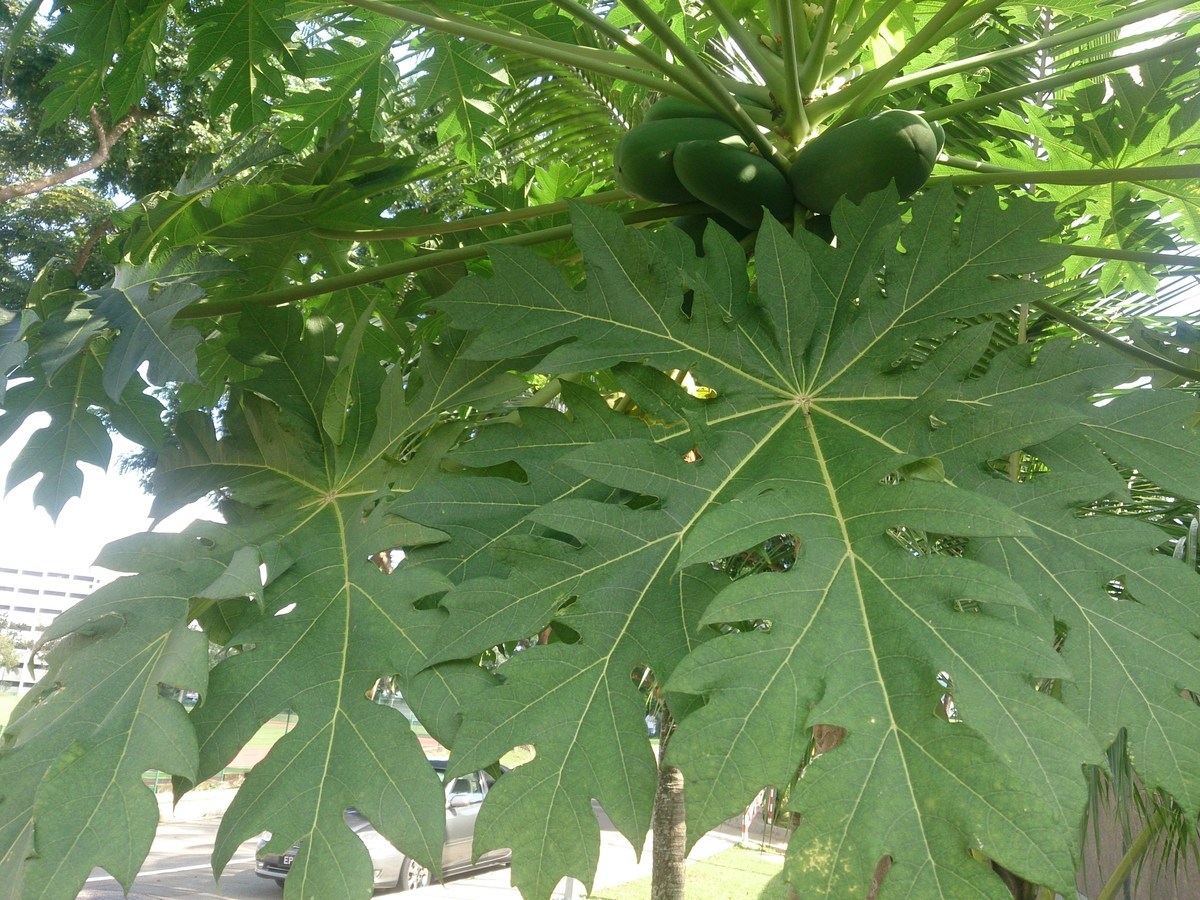 Unveiling the Health Benefits of Pawpaw Leaves