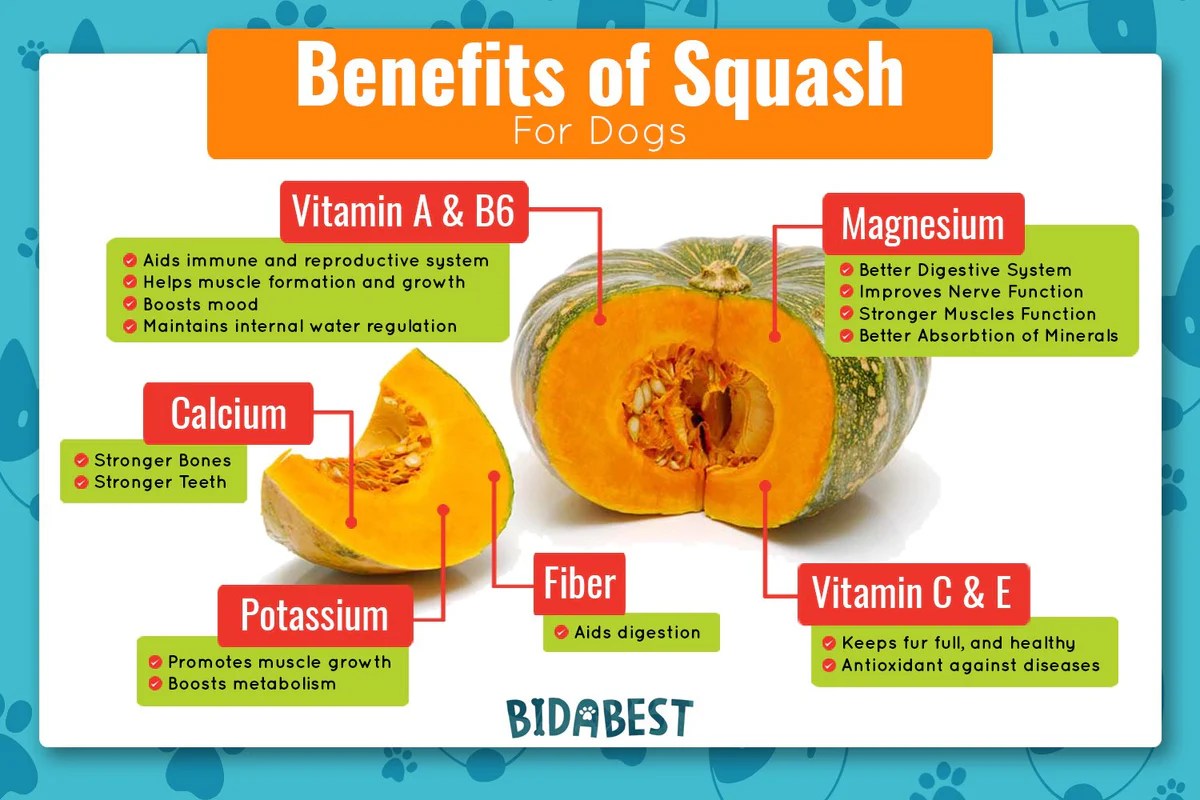 Discover the Hidden Treasure of Squash Leaves, A Nutritional Powerhouse