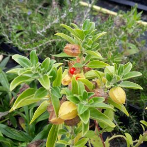 The Remarkable Benefits of Ashwagandha Leaves, A Journey into Natures Healing Herb