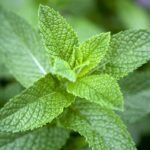 Unveiling the Multifaceted Benefits of Mint Leaves, A Comprehensive Guide