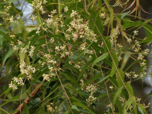 Beauty Benefits of Neem Leaves, Unveiling Natures Elixir