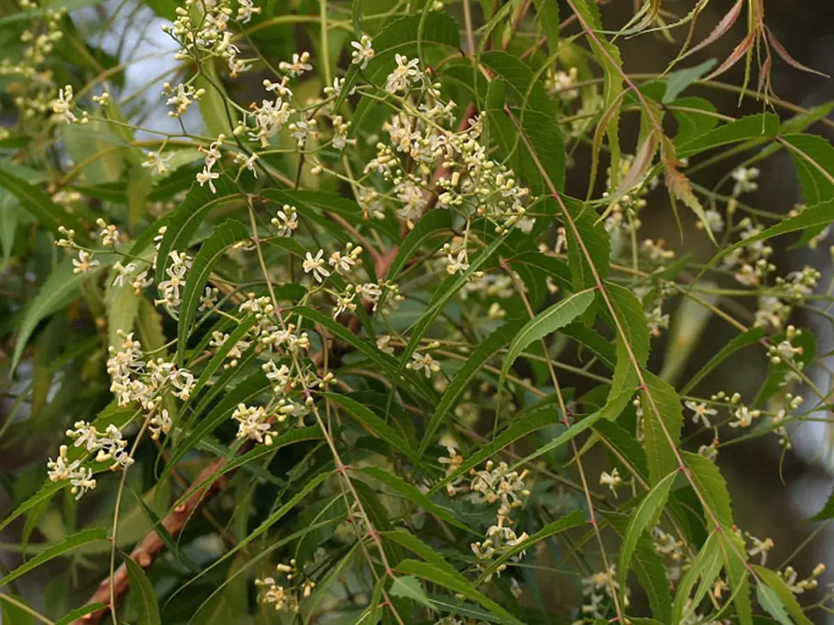 Beauty Benefits of Neem Leaves, Unveiling Natures Elixir