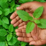 The Incredible Benefits of Eating Tulsi Leaves, A Natural Remedy for Health and Well-being