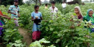 Benefits of Cotton Tree Leaves, Unveiling Natures Medicinal and Industrial Treasures