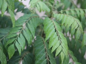 Curry Leaves, A Secret Weapon for Weight Loss