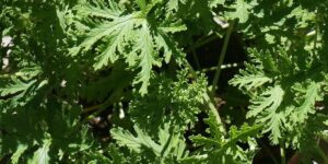 Citronella Leaves, Benefits Beyond Pest Control